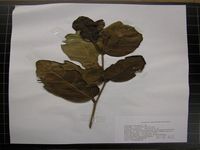 Herbarium sample